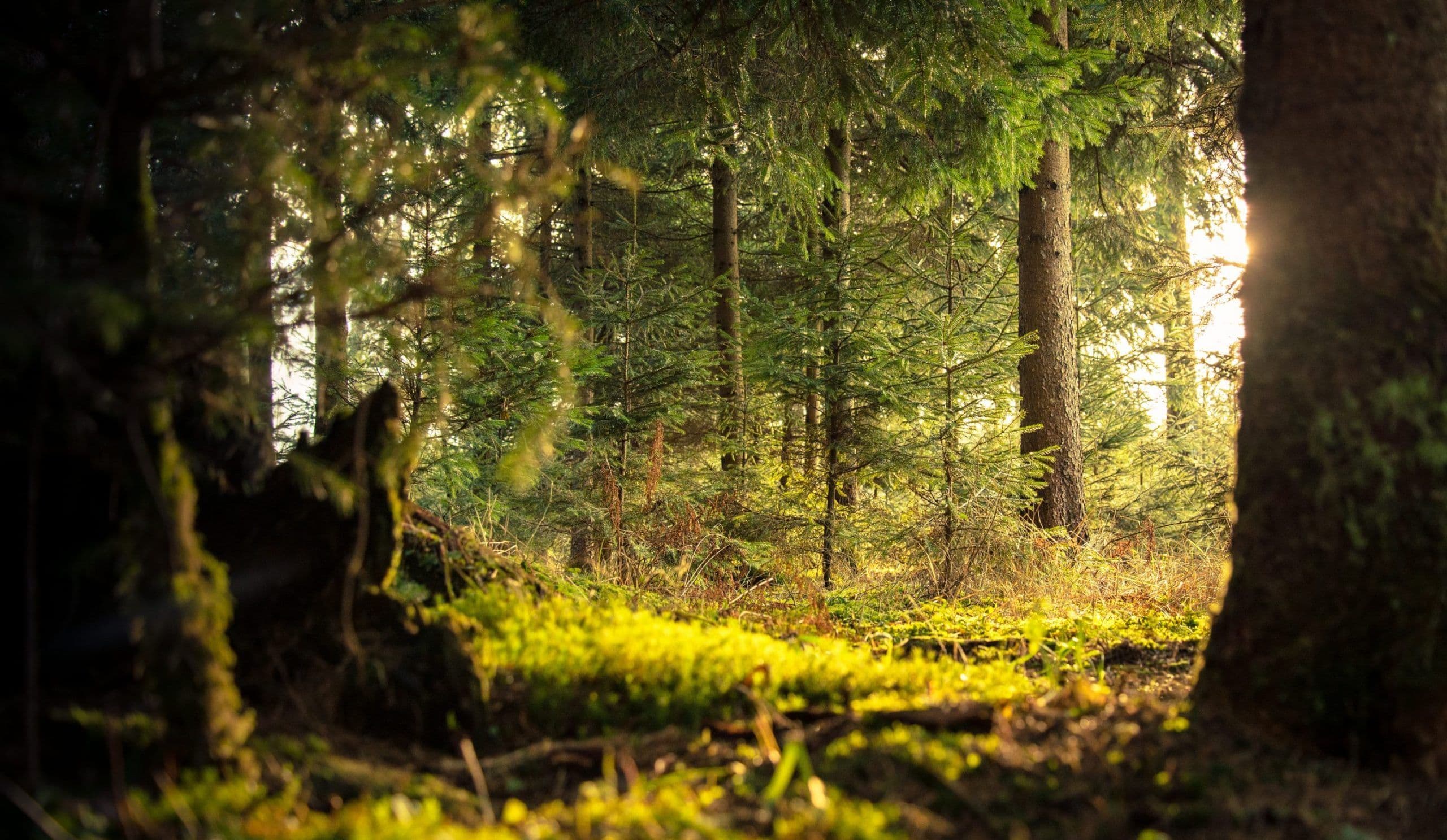 Universidad de Helsinki: bosques crecen más en países de ingresos altos